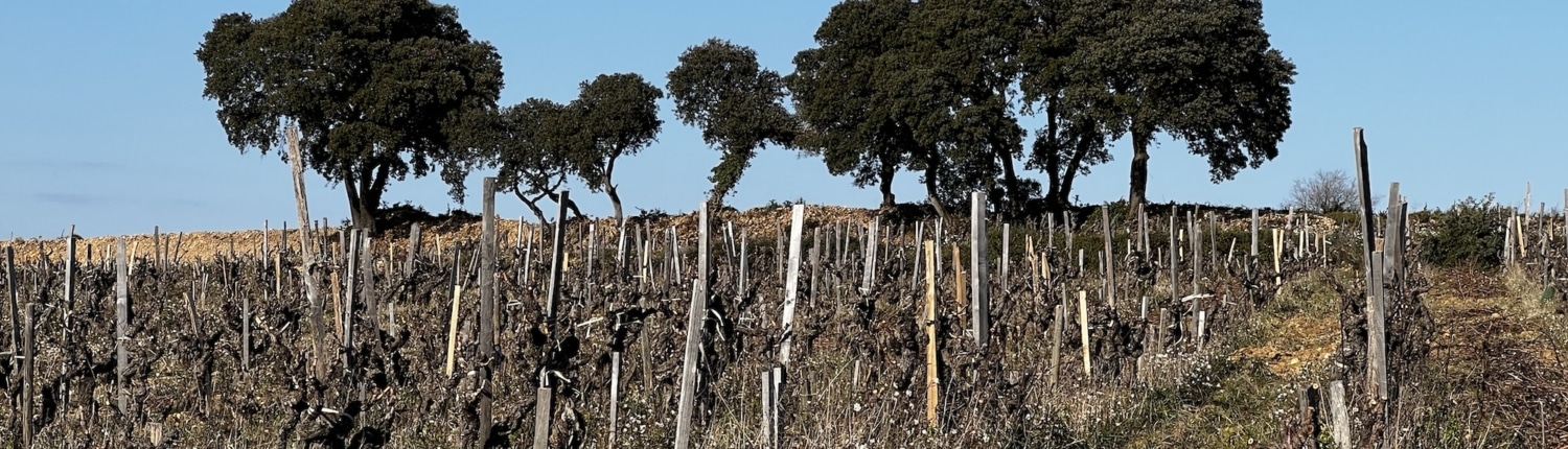 VIGNES
