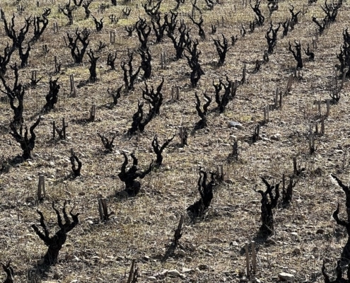 Moutons dans les vignes