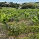 Vignes Vin et écologie