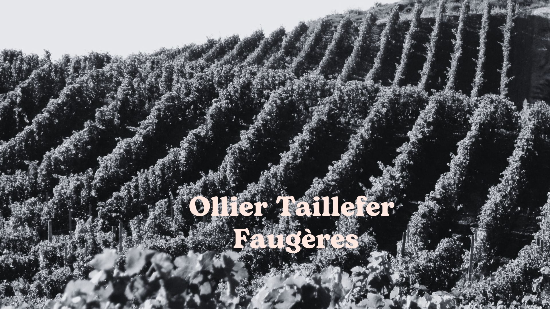 Ollier Taillefer