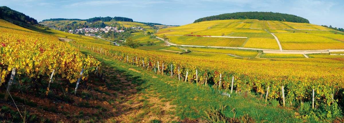 Vignes Bourgogne