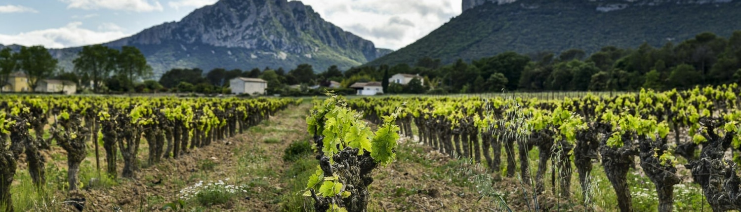 Pic Saint Loup