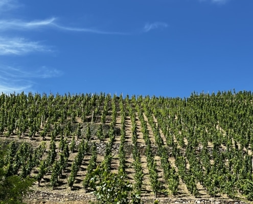 Vignes de Côte Rôtie. Jean Luc Jamet
