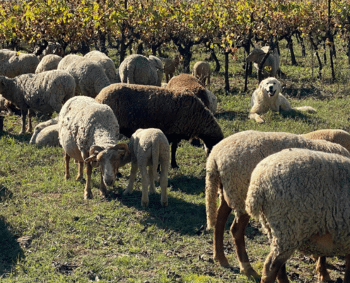 Domaine des Dolines