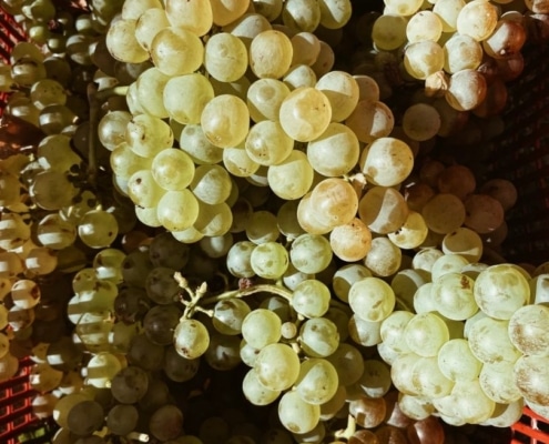 Domaine Peretti Della Rocca Vermentino