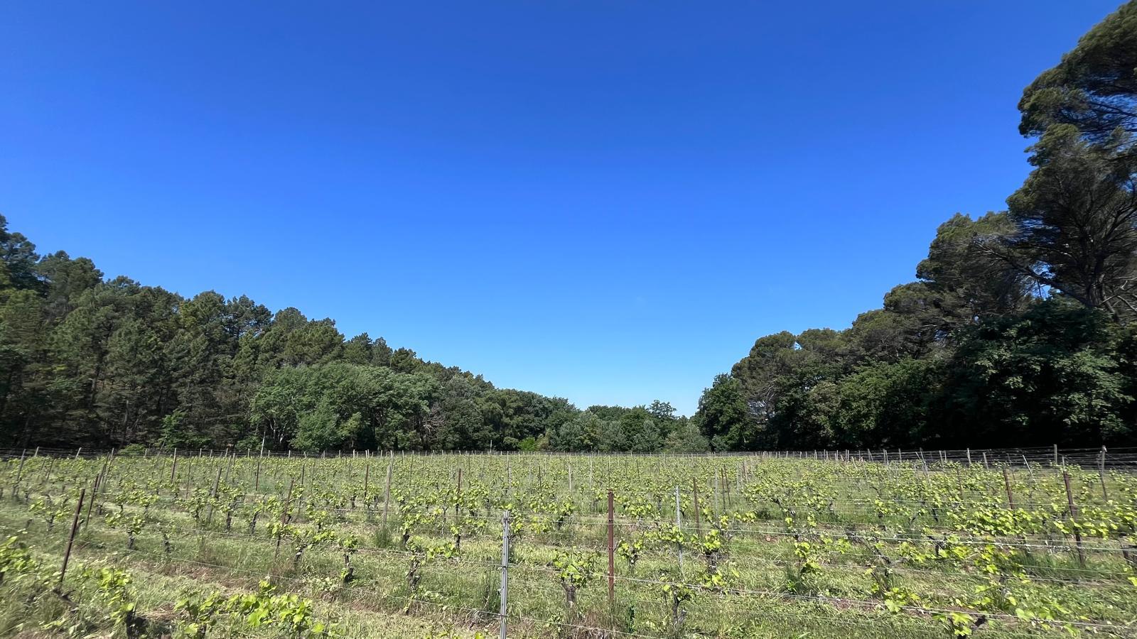 Les vins de La Persévérence sur Cep de Table