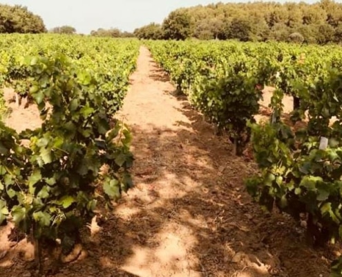 Domaines Jean royer Chateauneuf du pape
