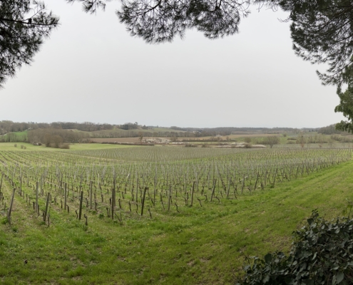 Ceps : les plantiers Ceps : les plantiers