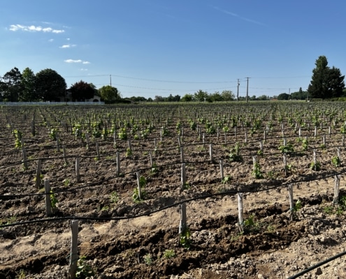 Ceps : les plantiers du Chateau L'Eveché