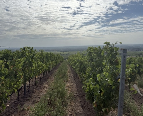 Ceps de Gregoire Hoppenot Ceps de Gregoire Hoppenot
