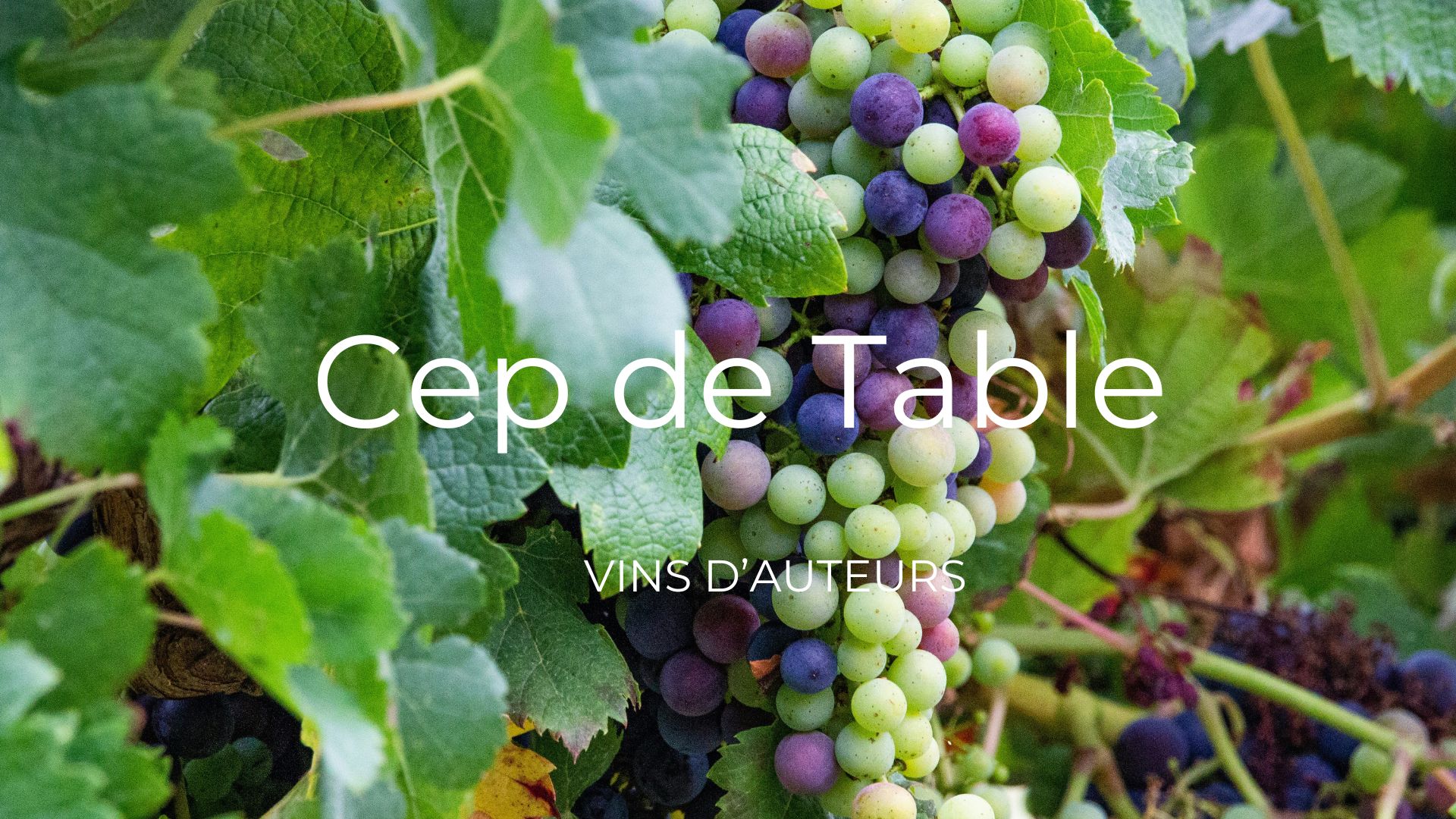 Cep de Table vin d'auteurs Cep de Table vin d'auteurs