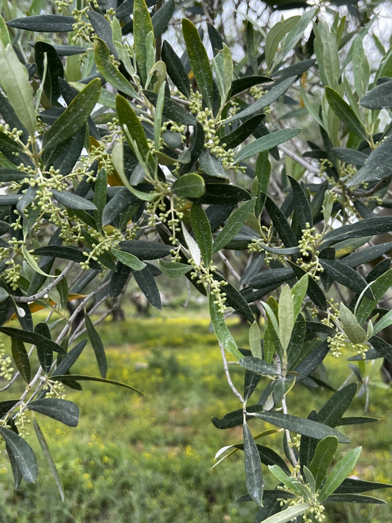 Domaine ORI Domaine ORI