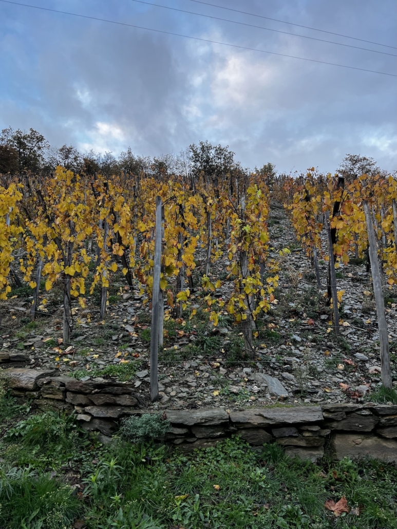 Syraltitude Syraltitude