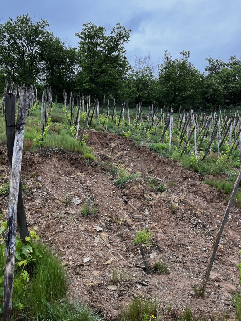 Syraltitude Syraltitude