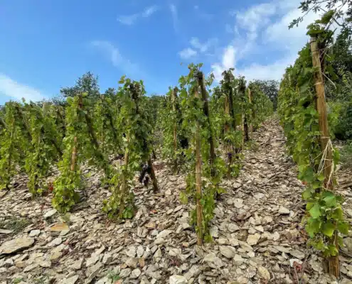 G&J BOTT Cote Rôtie