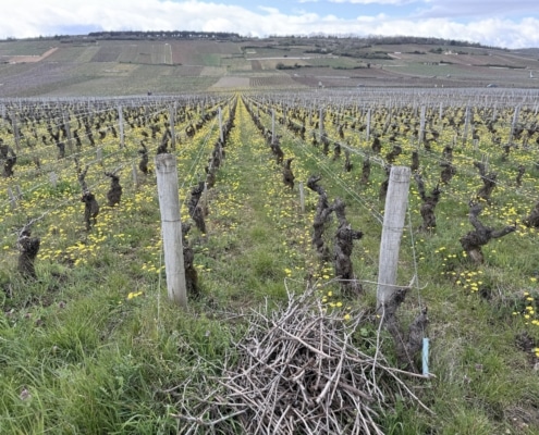 Domaine Michel Gros Vosne Romanée