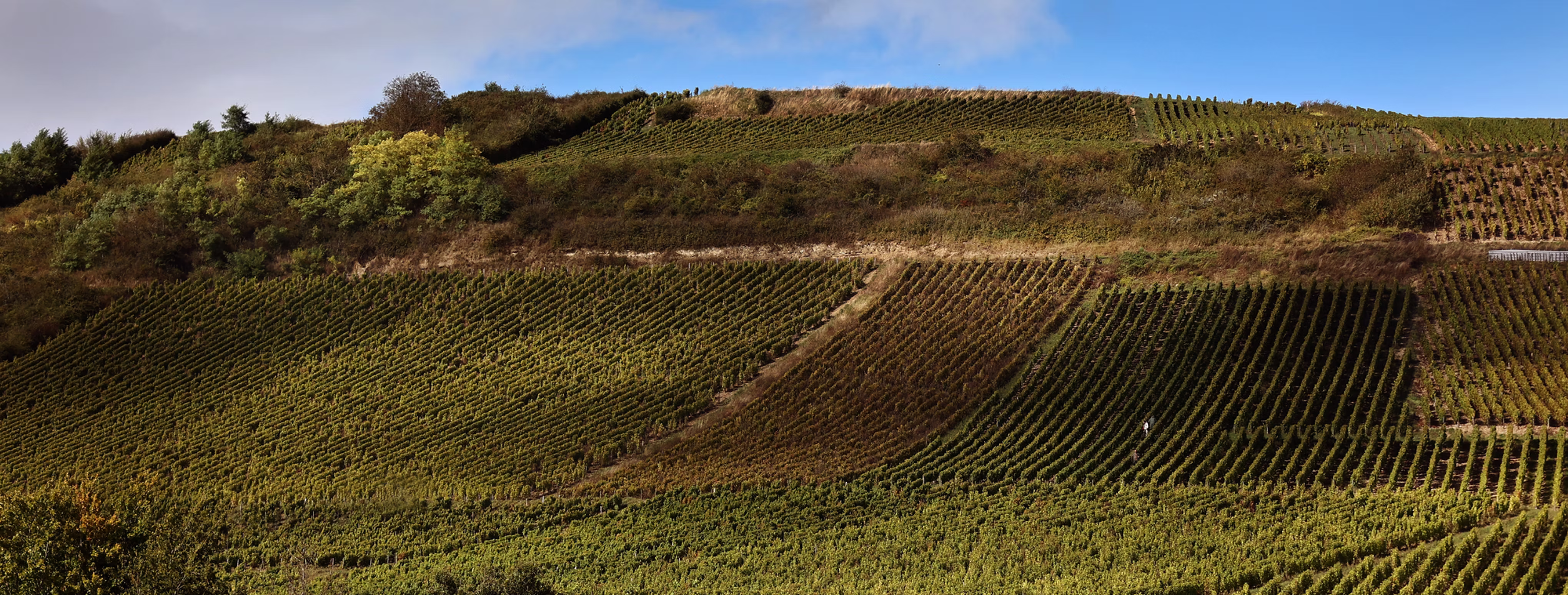 Domaine Delaporte Sancerre
